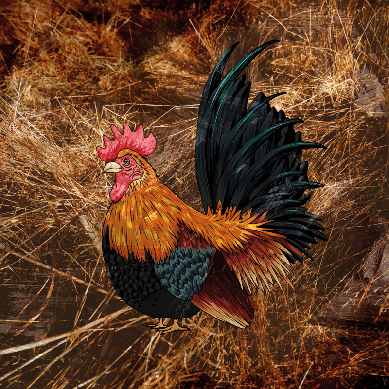 Tapis vinyle animal coq vibrant - TenStickers