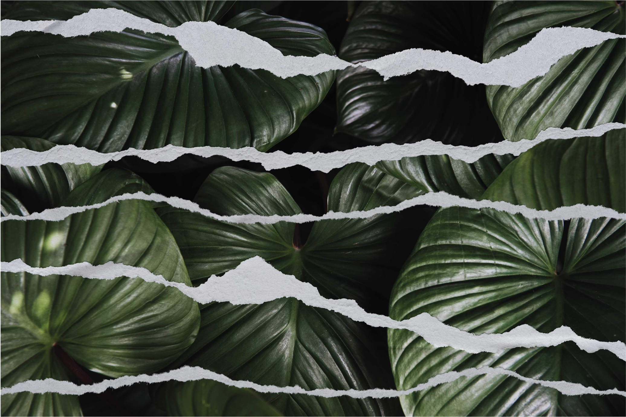 Tapis vinyle nature motif de feuille déchirée - TenStickers