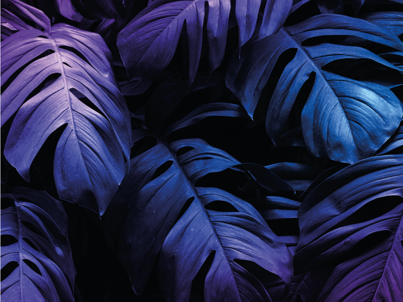 Tapis vinyle fleurs et plantes tropicales tons violets - TenStickers